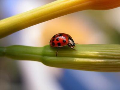 ladybug